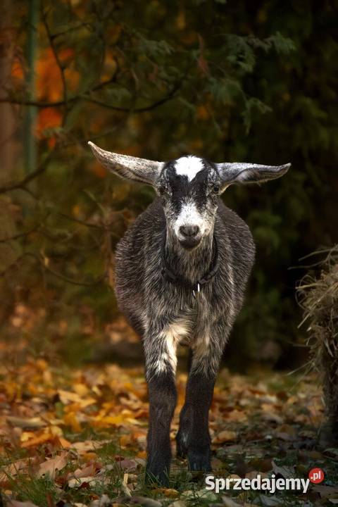 Sprzedam kozę mazowieckie Warszawa