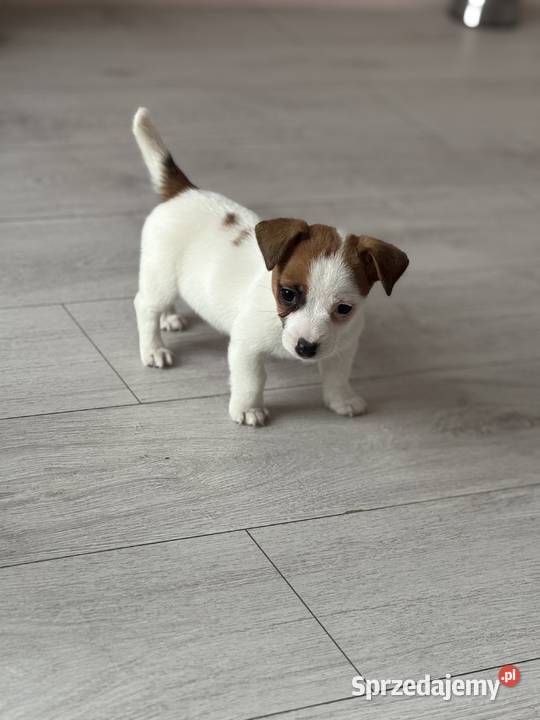 Jack Russell Terrier suczka Częstochowa
