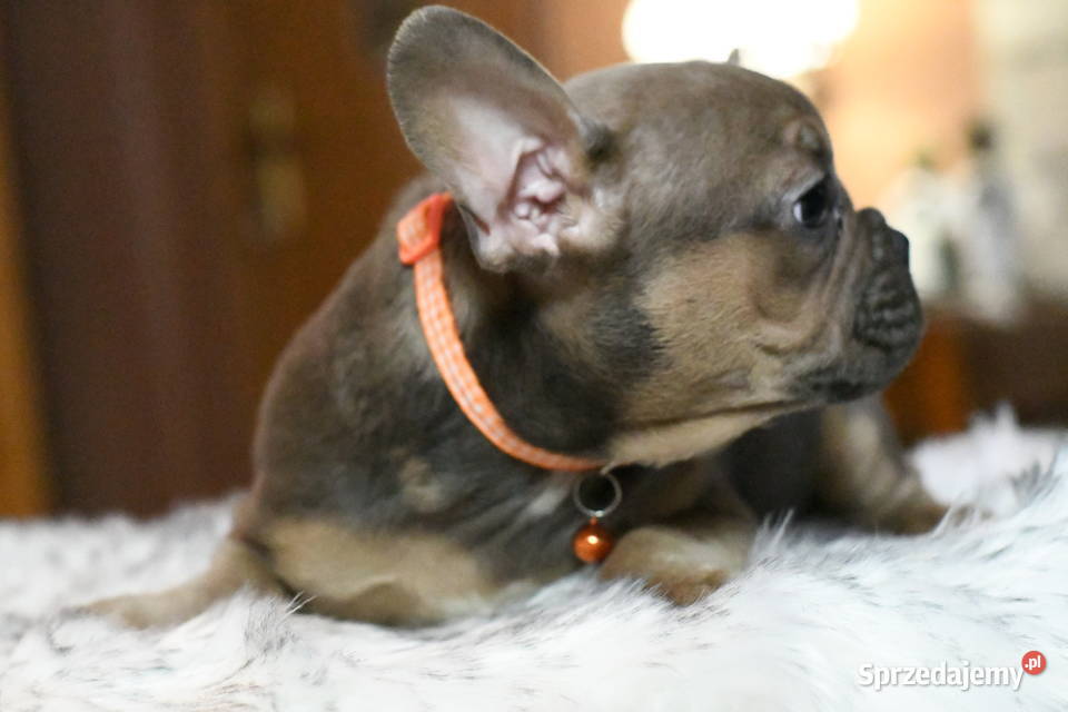 Buldog francuski sunia Gotowa do odbioru BEZA łódzkie Łódź