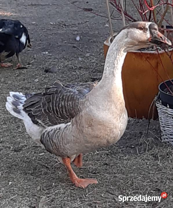 Gęsi kubańskie Wasylów Wielki sprzedam