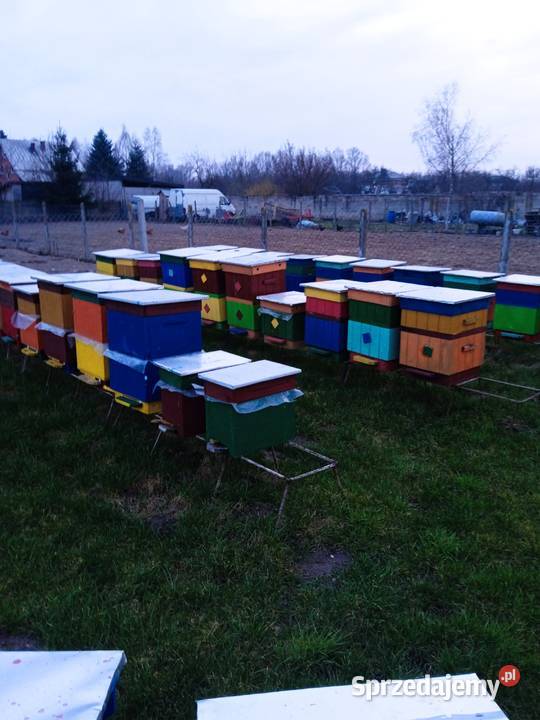 Sprzedam rodziny pszczele Odrzywół