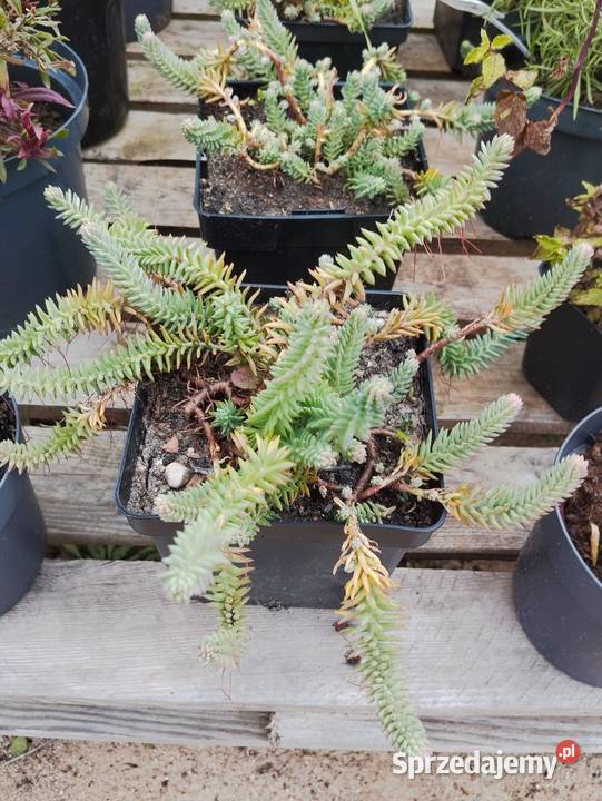 wierzby skalnicemikrobioty wisterie klonybudleje warmińsko-mazurskie Giżycko