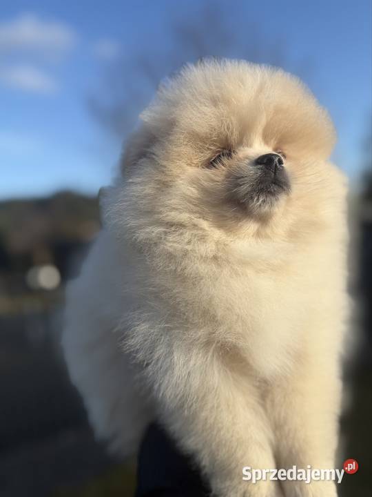 Szpic miniaturowy Pomeranian Gorzów Wielkopolski