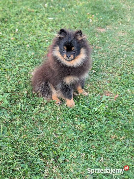 Pomeranian szpic miniatorowy Wieliczka