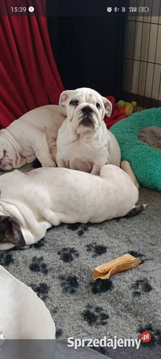 Buldog angielski FCI Psy Myślenice