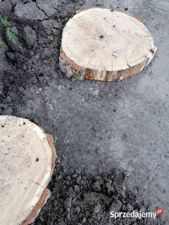 Plastry drewna Dąb ścieżka z plastrów wielkopolskie