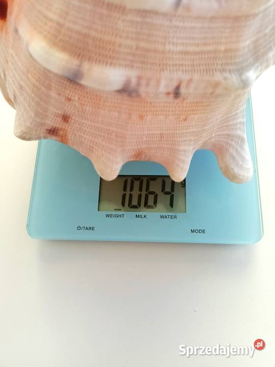 Muszla morska Cassis Cornuta duża 232019 Dom i Ogród Łódź