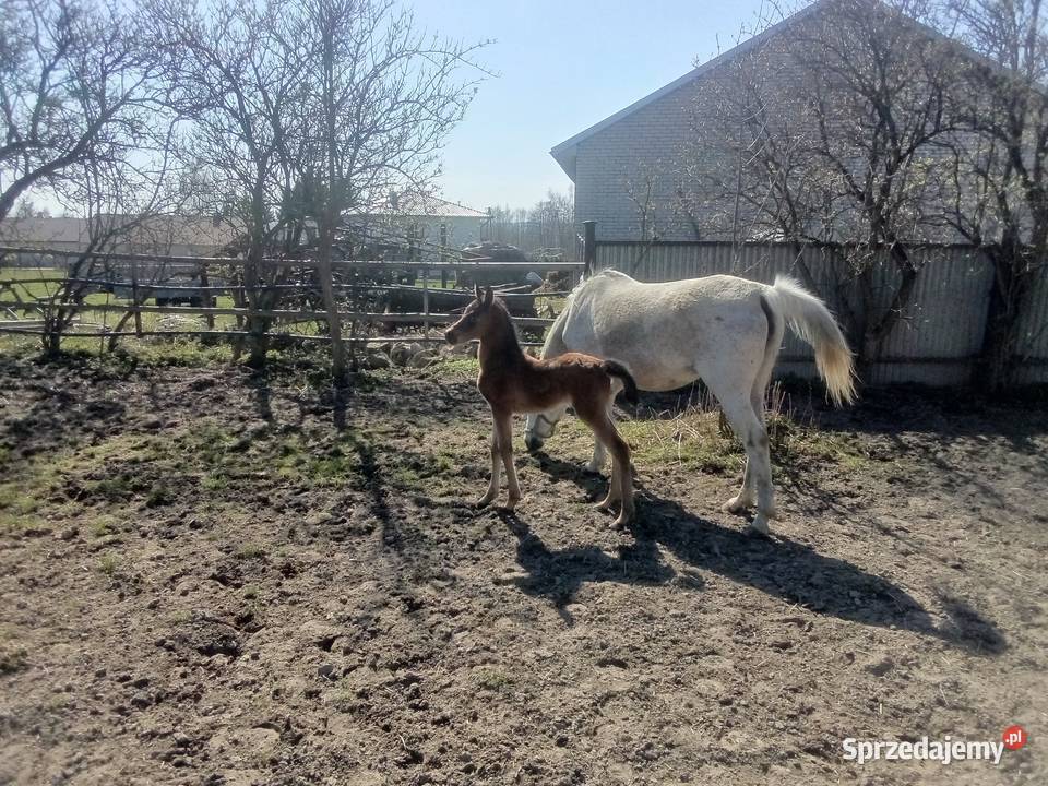 Klacz Arabska ze źrebakiem