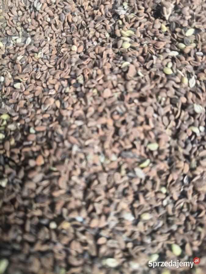 Facelia zbiory 2025