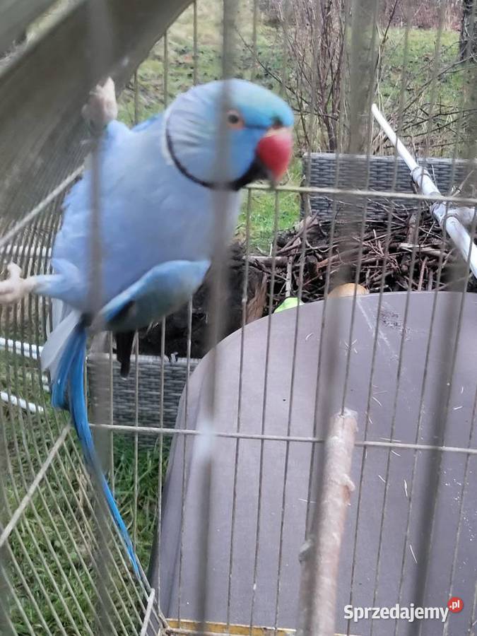 Aleksandretta obrożna samczyk sprzedam