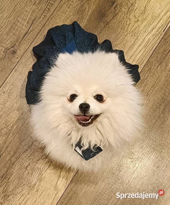 SUCZKA SZPIC MINIATUROWY POMERANIAN BOO BIAŁA śląskie Tarnowskie Góry