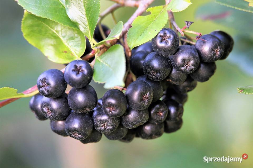 Aronia Duże Sadzonki 3 Letnie 100 Gestezdrowe