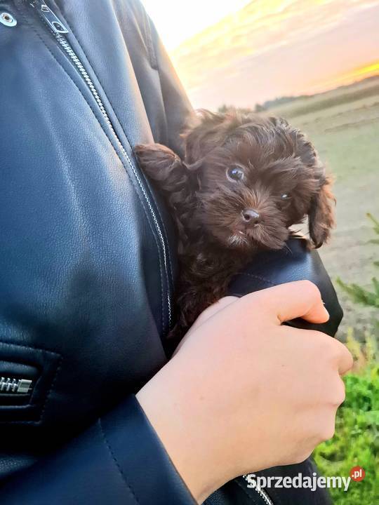 Shihpoo szczenięta mix pudel i shih tzu Maków Mazowiecki