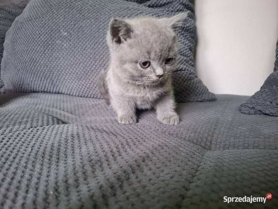 Kocurki brytyjskie kotki kocurki brytyjskie Kłodzko