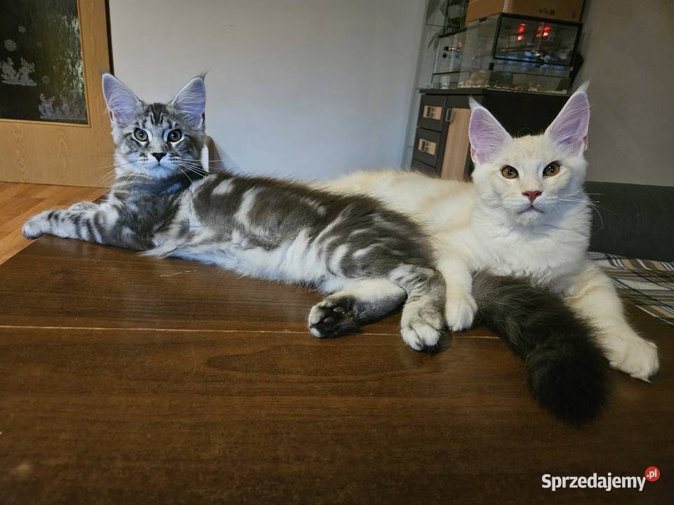 CatsMyLove kociaki śląskie Ruda Śląska sprzedam