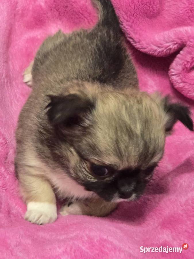 Chihuahua Sobolowy Mini Xxs śląskie