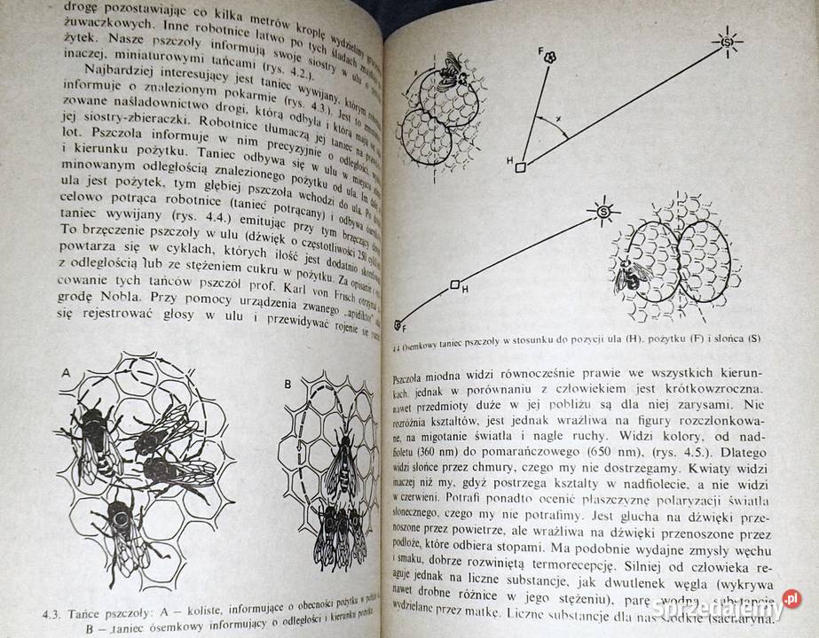 Owady i ludzie Jan Boczek