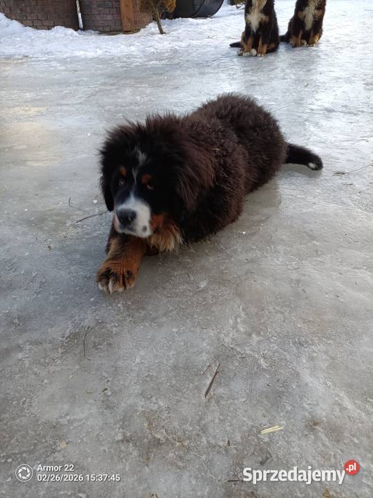 Piesek Berneński Pasterski podlaskie Jeleniewo