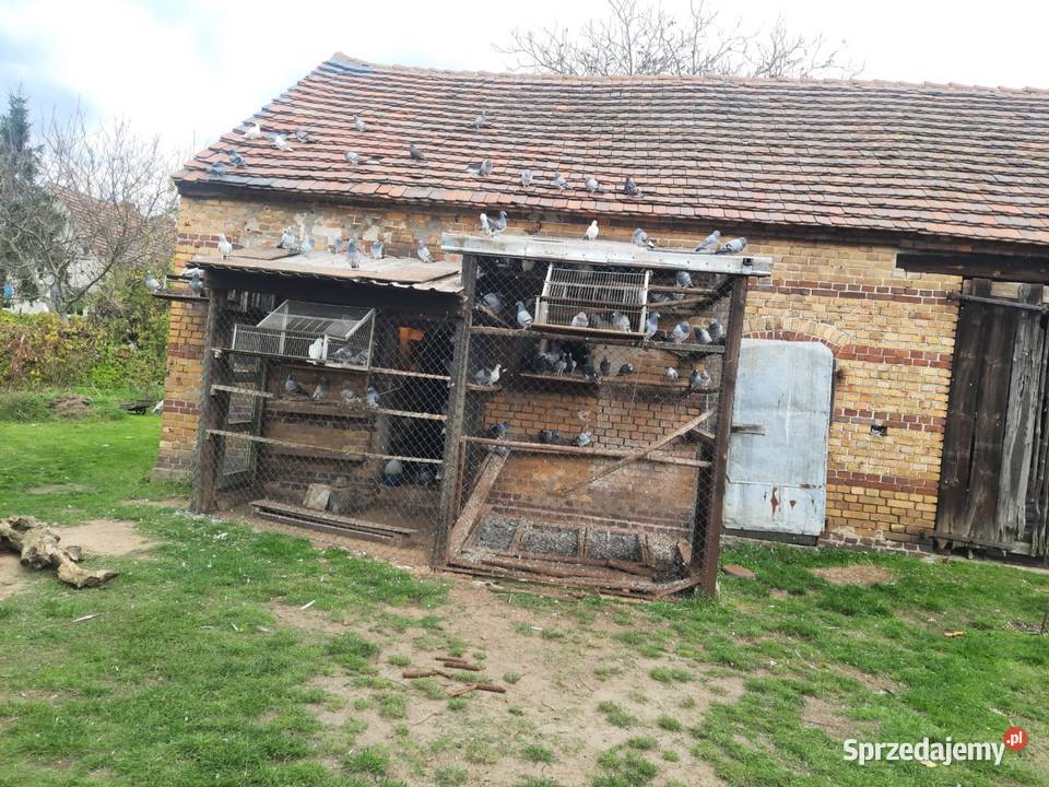 Sprzedam gołębielikwidacja hodowli lubuskie Starosiedle sprzedam