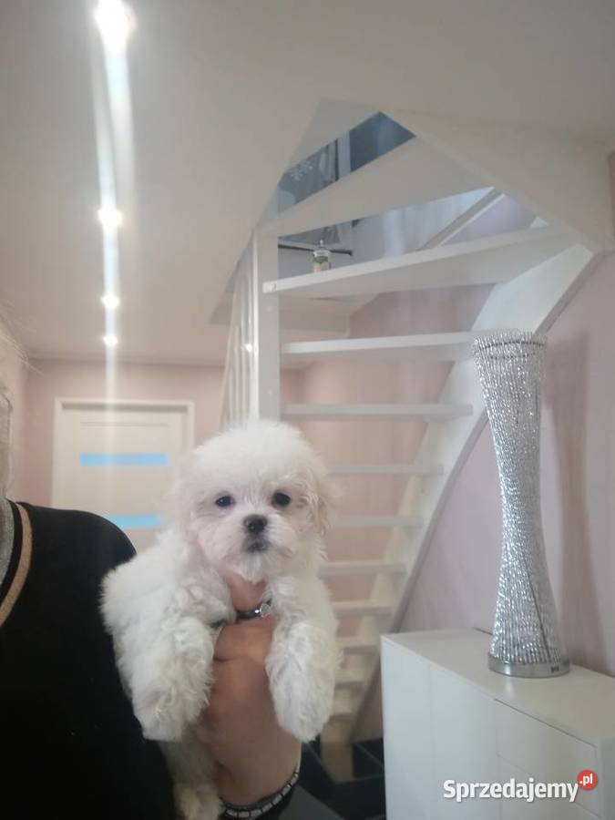 Maltańczyk mini suczka odbiór 06062026 Nieciszów