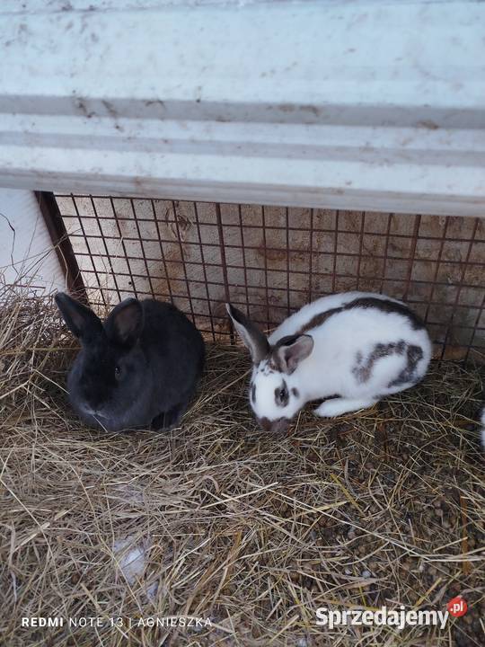 Króliki samce mieszańce i rasowe Dylągowa