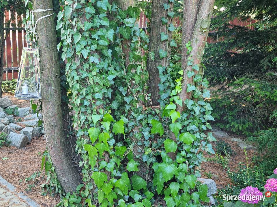 Bluszcz Hedera Helix zimozielony Duże Sadzonki lubelskie Lublin