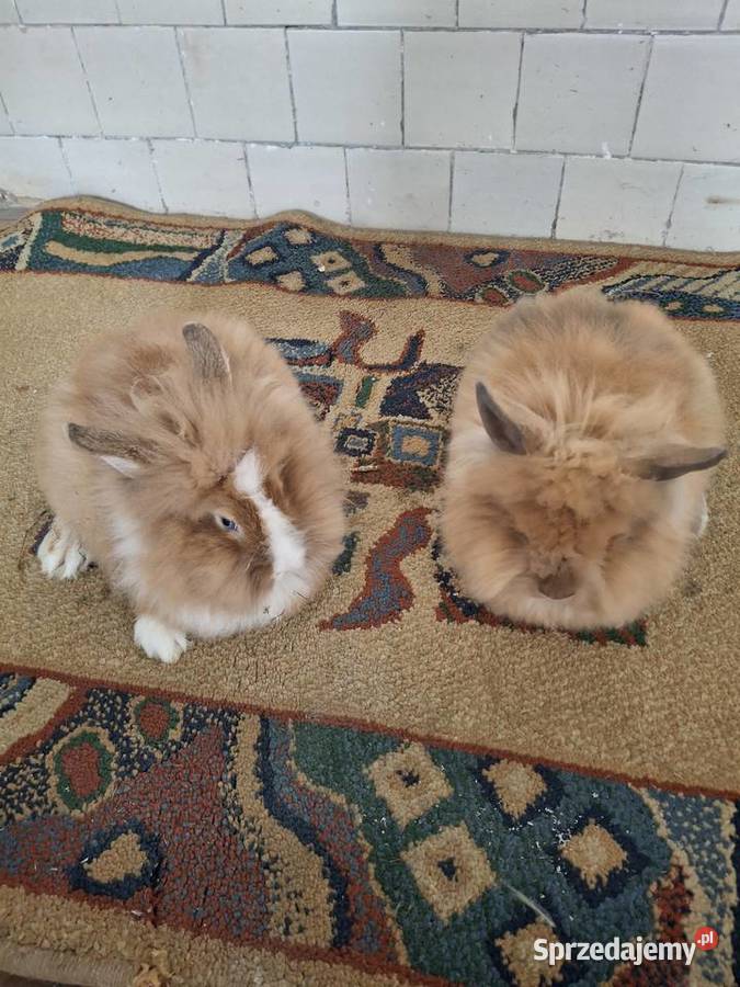 Króliczki miniaturki teddy Polanka Wielka