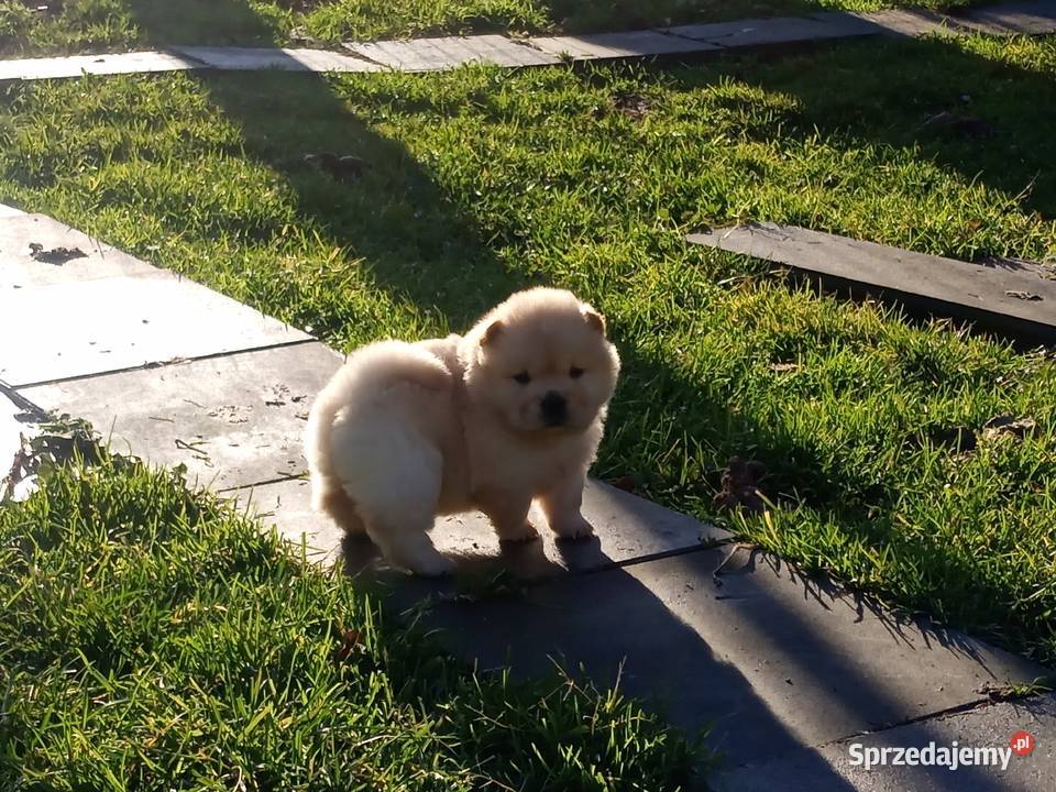 Chów chow szczeniaki
