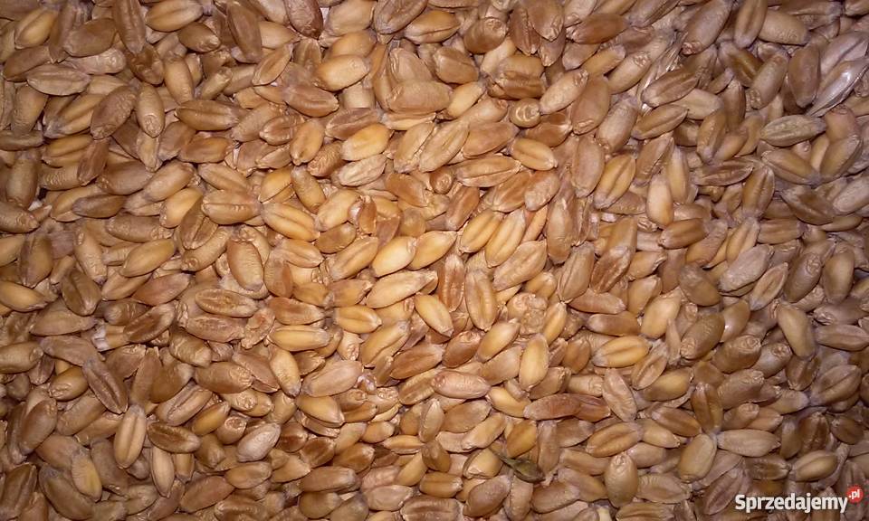 Pszenica Wąsatka Zboża Nozdrzec