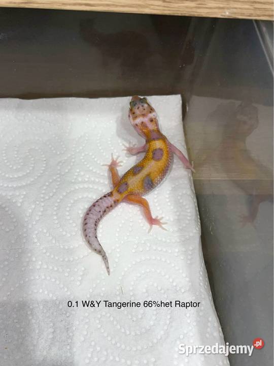 Gekon lamparci WY Tangerine phet Raptor Poznań sprzedam