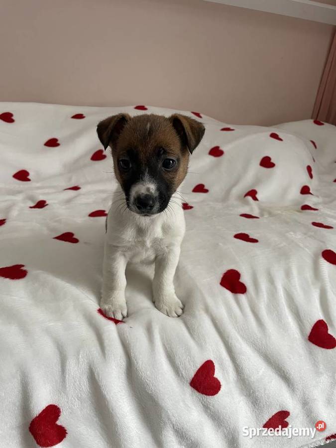 Jack Russell Terrier piesek Częstochowa