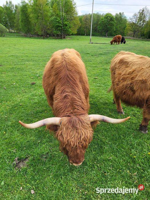 100 Rasowy buhaj byk rozpłodowy highland bydło Czaplinek sprzedam