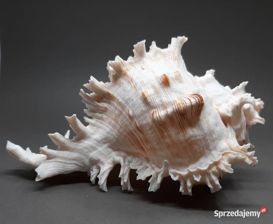 Muszla Rozkolec 1 jasny Duża lubelskie