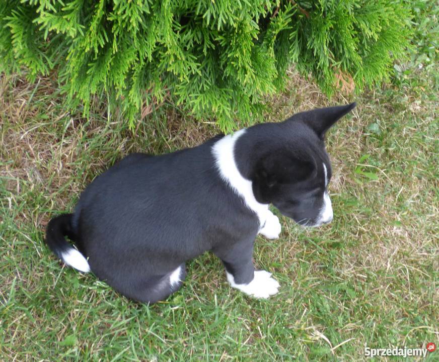 Basenji szczenięta do odbioru pod koniec czerwca Pabianice