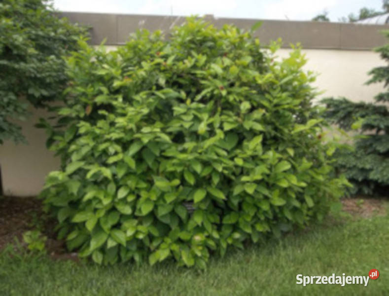 KIELICHOWIEC WONNY Calycanthus floridus NASIONA Lubanie