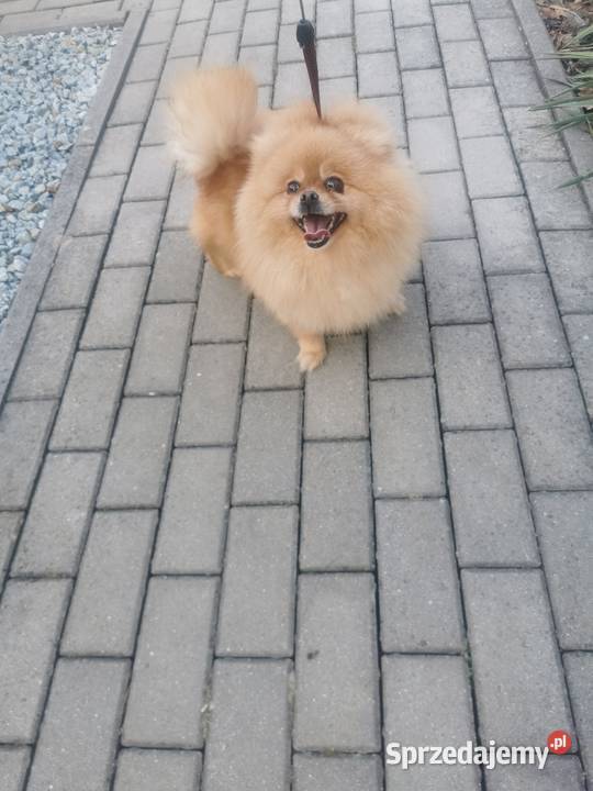 Pomeranian dorosła suczka