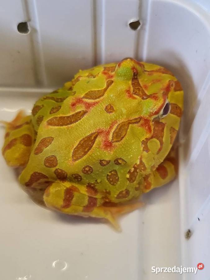 Żaba Rogata Sklep Zoologiczny Katowice