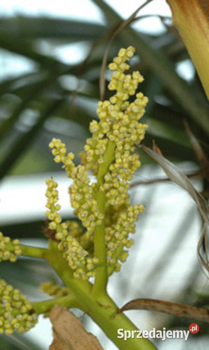 SZORSTKOWIEC FORTUNEGO Trachycarpus fortunei Lubanie