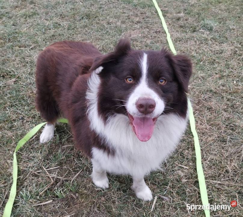 Reproduktor Border collie wielkopolskie Stankowo