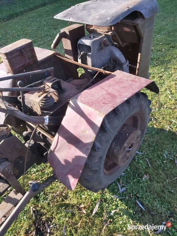 Dzik 21 małopolskie Jawiszowice