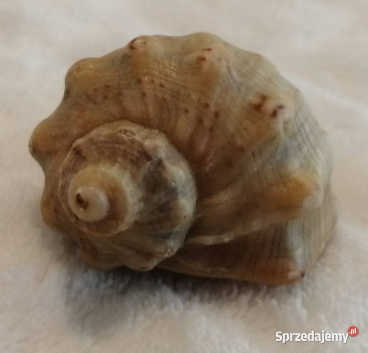 Muszla 45 70 Kreatywne Czeladź