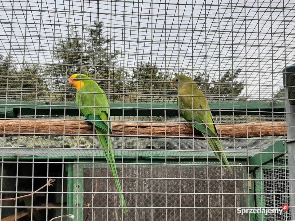 Barabanda samiec 24r księżniczka tarczowa Skała