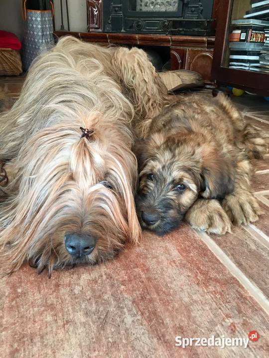 Owczarek Francuski Briard szczenięta
