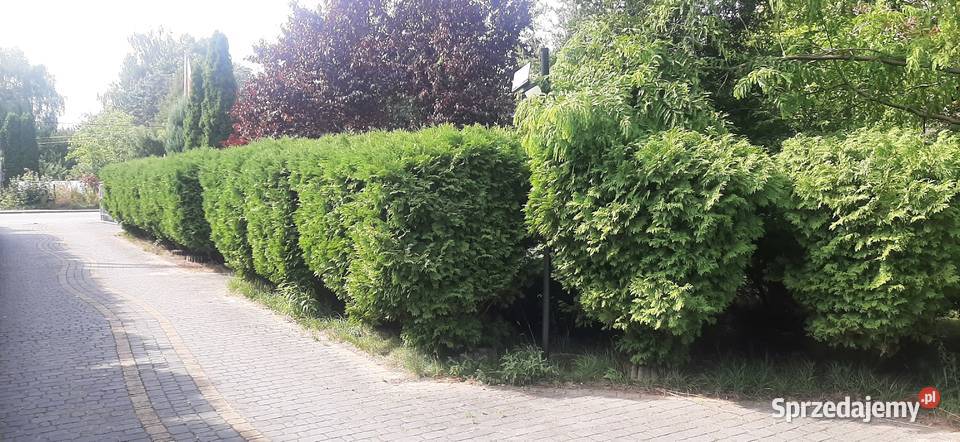 Działki 1000m2 z domkiem 65m2 w Tuszynie 65m2