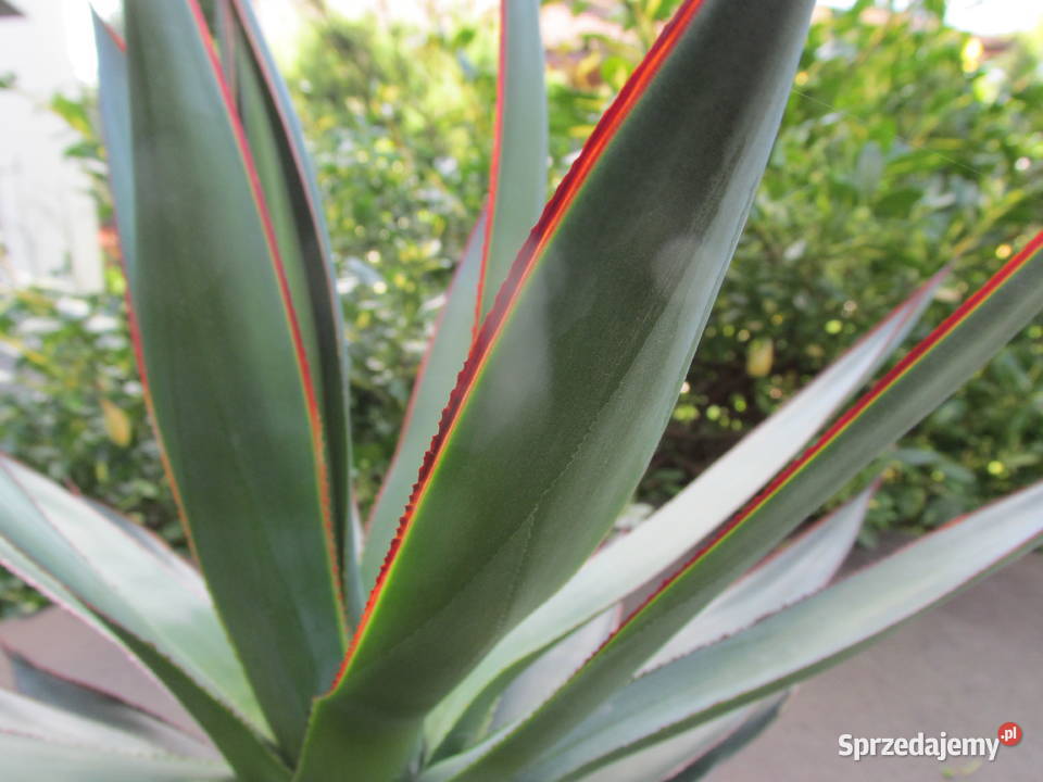 Prześliczna dorosła agawa z czerwonymi brzegami Kraków