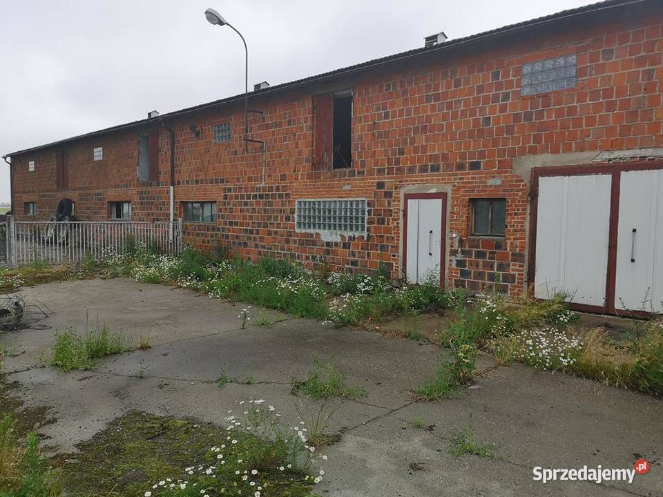 Magazyn Chlewnia 800 m Do Wynajęcia Okazja Swarzędz