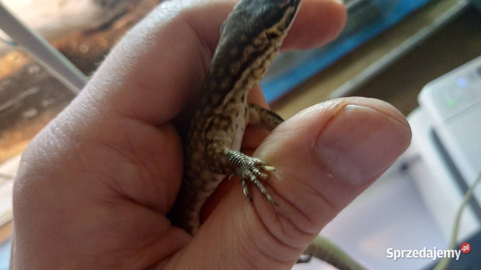 jaszczurka waran kolczastoogonowy terrarium Zwierzęta