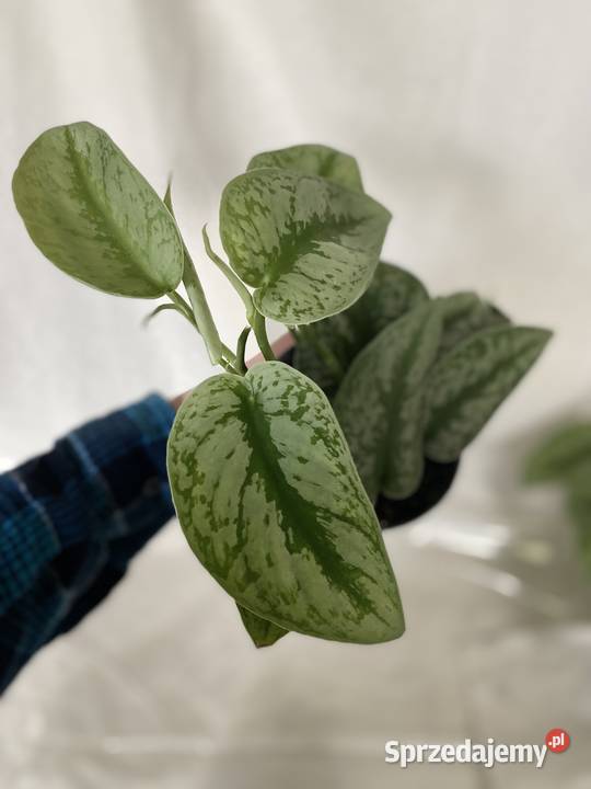 Scindapsus pictus 8 sztuk na sprzedaż Kraków