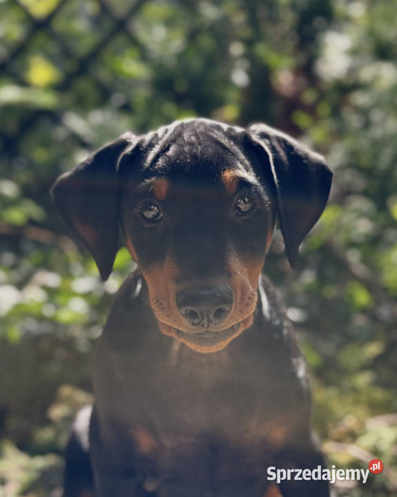 Pinczer średni niemiecki FCI championach dolnośląskie Wrocław