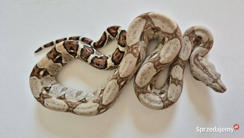 13 boa cesarski cb25 samiec Chrzanów sprzedam